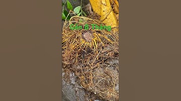 Em Duối có bộ rễ cực khỏe sau gần 8 tháng #comoc35 #bonsai #duoi