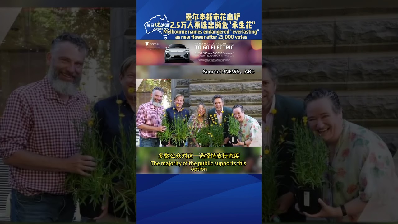 墨尔本新市花出炉 2.5万人票选出濒危"永生花" #墨尔本 #澳洲生活 #澳洲华人 #australia #每日说澳洲