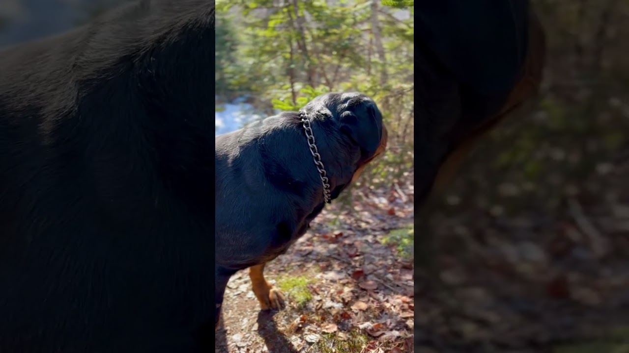 Brisk Sunny Hike for Willie