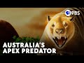 When The &quot;Combat Wombat&quot; Became An Apex Predator