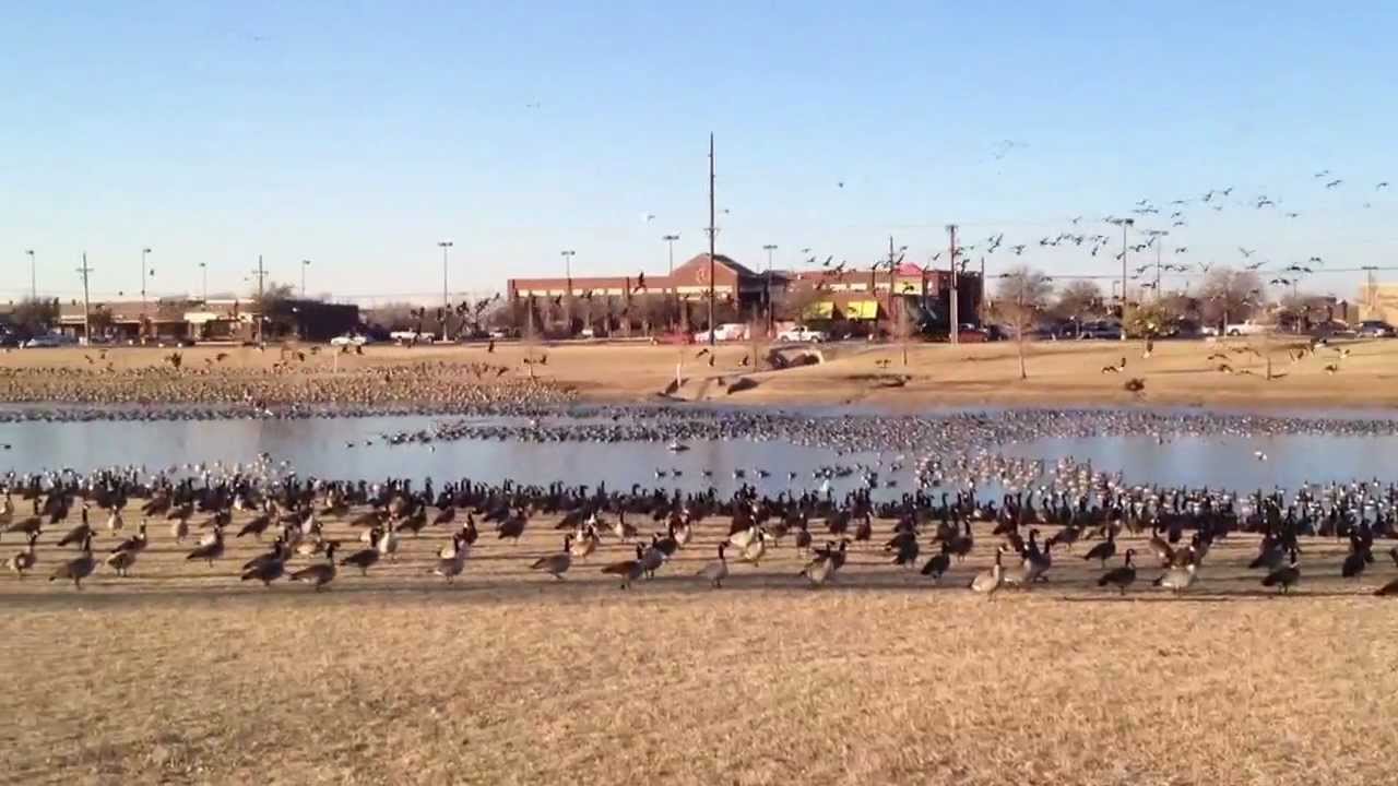 Canadian geese taking off
