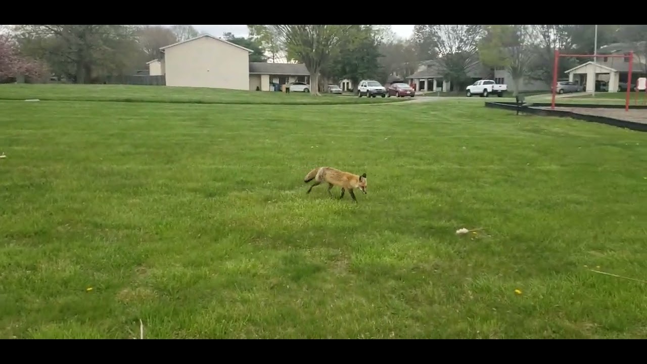 Enchanting Fox Experience