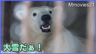 大雪の朝　ホッキョクグマたちの反応　ララ・リラ・デナリ・キャンディ