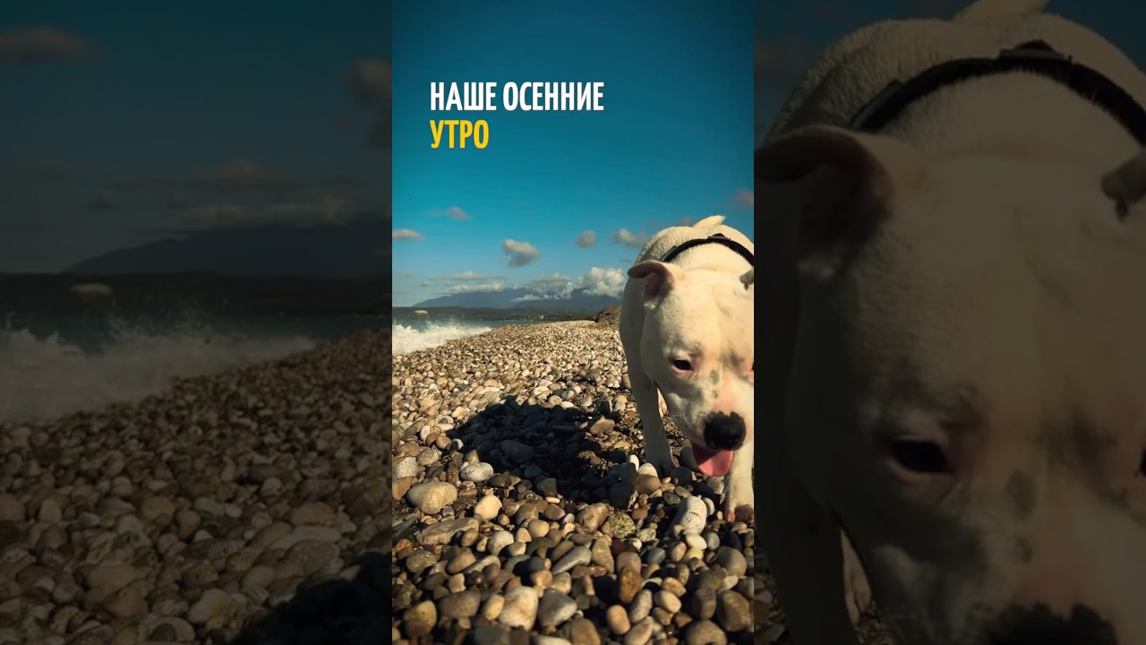 Наше осеннее утро в автодоме 🌧️🐾 | Vanlife with Cat & Dog 