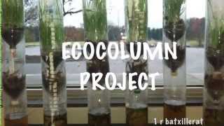 Ecocolumn Project