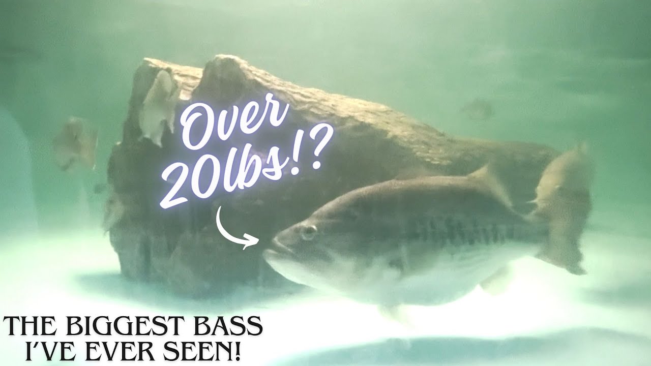 The BIGGEST bass i’ve ever seen in person!