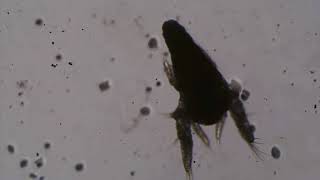 Artemia Salina-Naiplius Larva