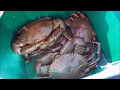 QLD MUD CRABBING MADNESS