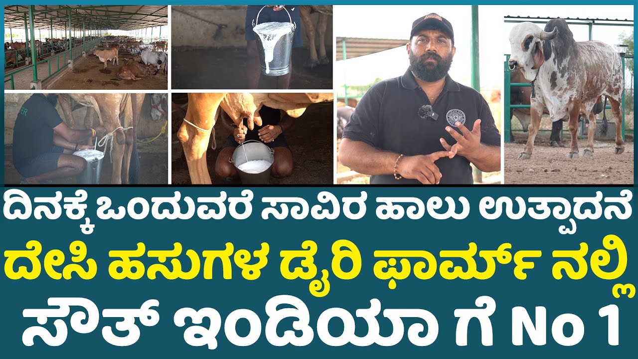 ದೇಸಿ ಬ್ರೀಡ್ ಗಳ ಒಡೆಯ ಅಮಿತ್ ಕೃಷ್ಣ Ksheera Dairy Farm by Hebbevu Gir cow ghee milk process a2milk