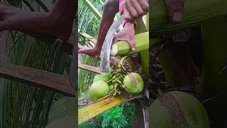 The art of cutting coconut flowers #agricultura #farming #cuttingskills #satisfying #tree