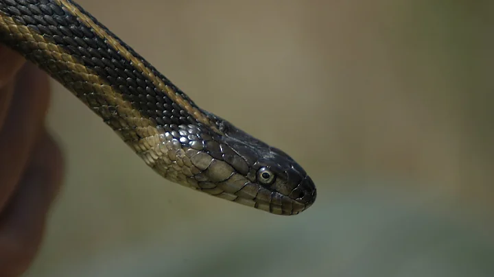 Giant Garter Snake Lecture presented by Dr. Brian ...
