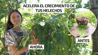 CON ESTE TRUCO TAN SENCILLO LOGRARAS ACELERAR EL CRECIMIENTO DE TUS HELECHOS | Jardín Diaz
