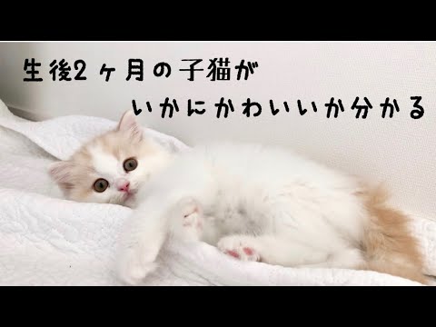 生後2ヶ月の子猫の可愛さをギュッと詰め込みました スコティッシュフォールド 猫成長過程 Youtube