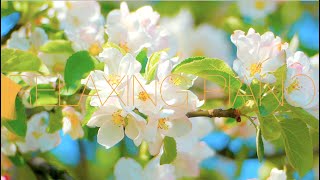 Relaxing Piano Music 🍀 Soft Piano Music 🍀 Piano Music For Stress Relief 🍀 Meditation Piano Music
