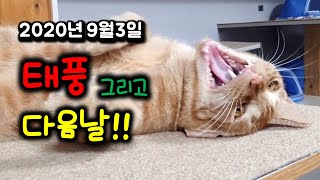 태풍 그리고 고양이~ 무서워 하지마!!