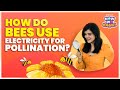 Nature Photography and Bumblebee Electricity Quiz