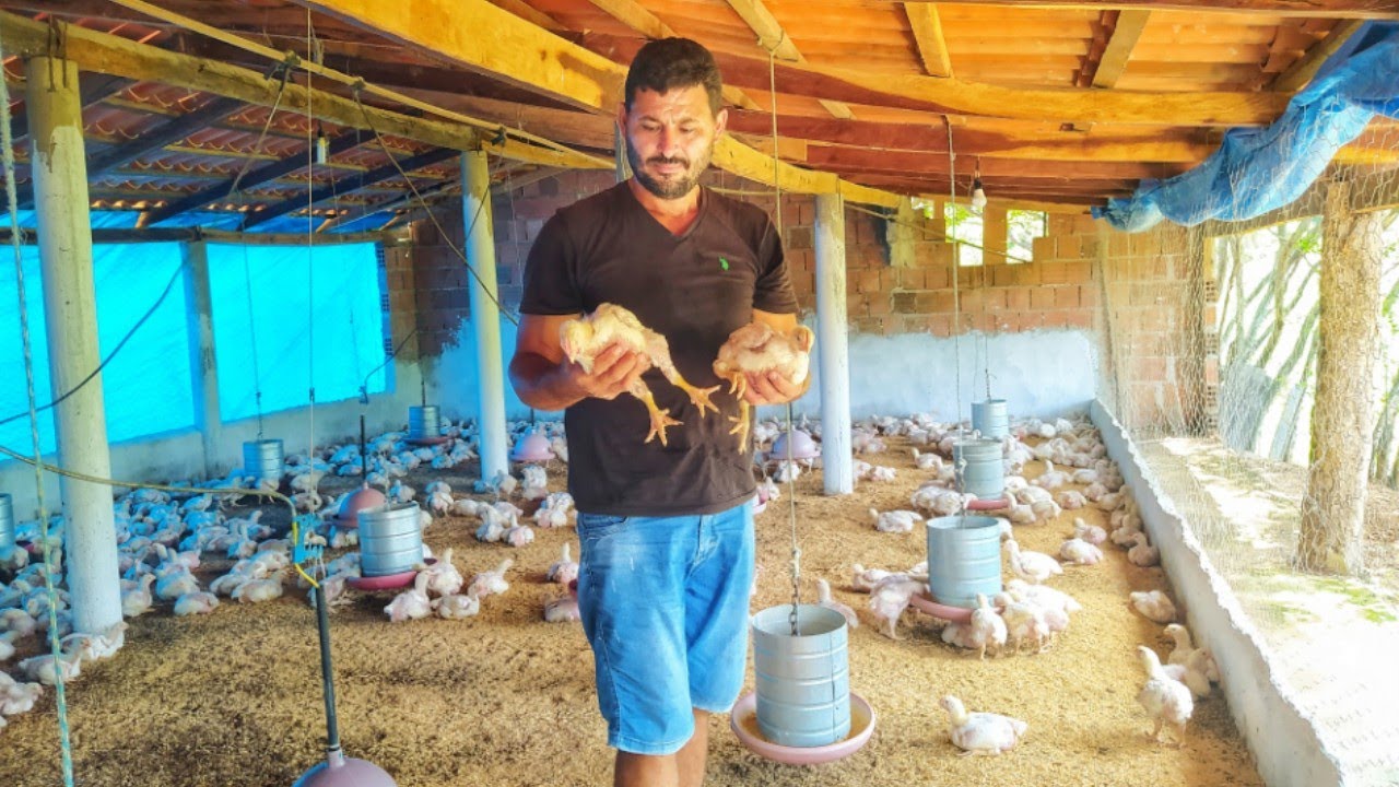 QUANTO GASTEI EM 700 PINTINHOS COM 21 DIAS DE VIDA ! VALE A PENA?