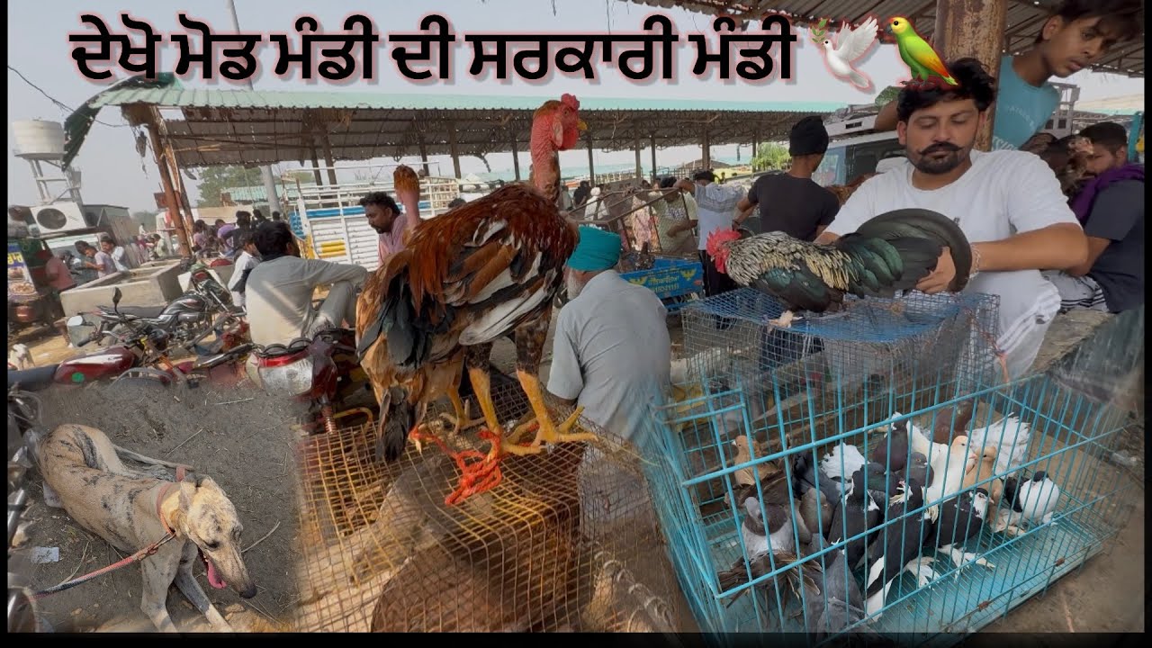 ਦੇਖੋ ਮੋਡ ਮੰਡੀ ਦੀ ਸਰਕਾਰੀ ਮੰਡੀ  🐇🦚