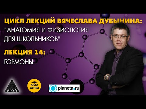 Вячеслав Дубынин: "Гормоны" (Лекция 14)