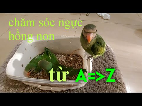 Video Chăm sóc và nuôi vẹt ngực hồng từ khi còn non đến khi... - youtube
