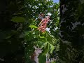 Miasto w różowych barwach ❤️ wiosenne zauroczenie 🌳🌸 Obserwacja w centrum, Tarnów maj 2026