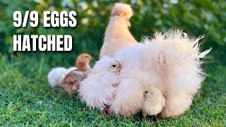 Silkie Hen Hatches 9 Chicks Naturally | Best Broody Hen for Survival Homesteads