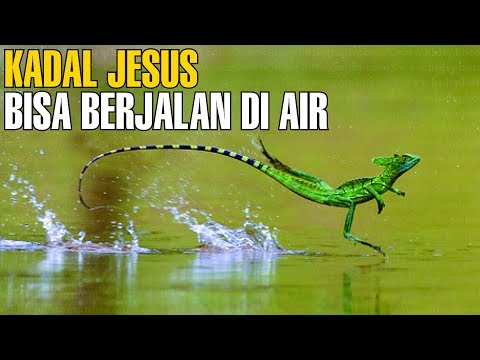 Video: Basilisk: kadal yang berjalan di atas air