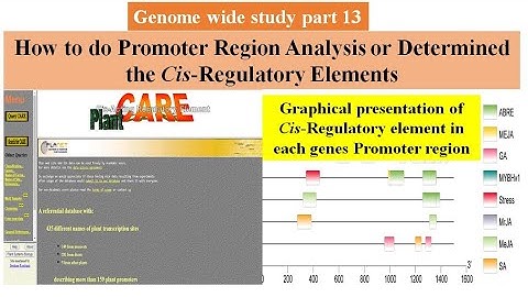 Genome wide study Part 13 | Promoter region analysis using Plantcare | Cis regulatory element