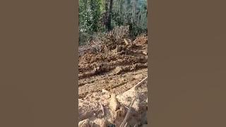 Pekerja kayu balak