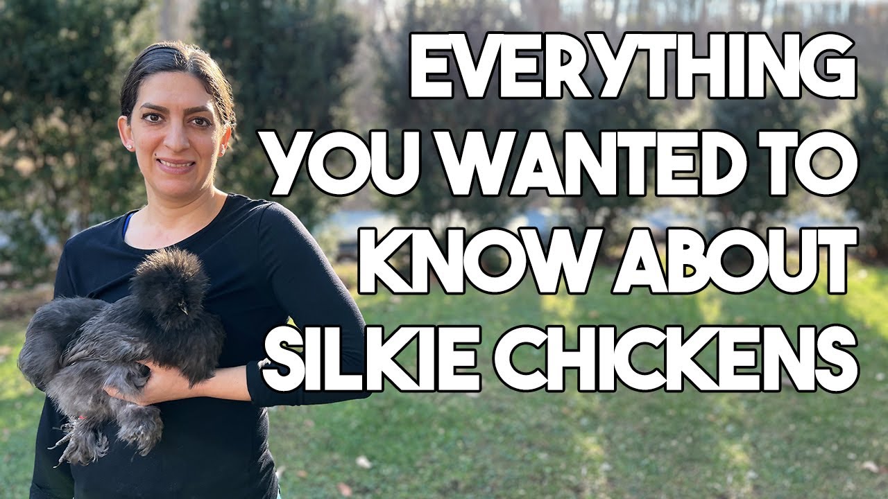 Not Normal Chickens Silkie Chickens Are Not Normal Chickens. Here’s Why. - YouTube