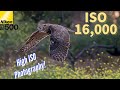 Nikon D500 - Shooting Owls with Extremely HIGH ISO #Lightroom #denoise #DenoiseAI