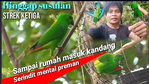 mikat serindit terbaru langsung dapat jantan dada merah hinggap susulan.part.02