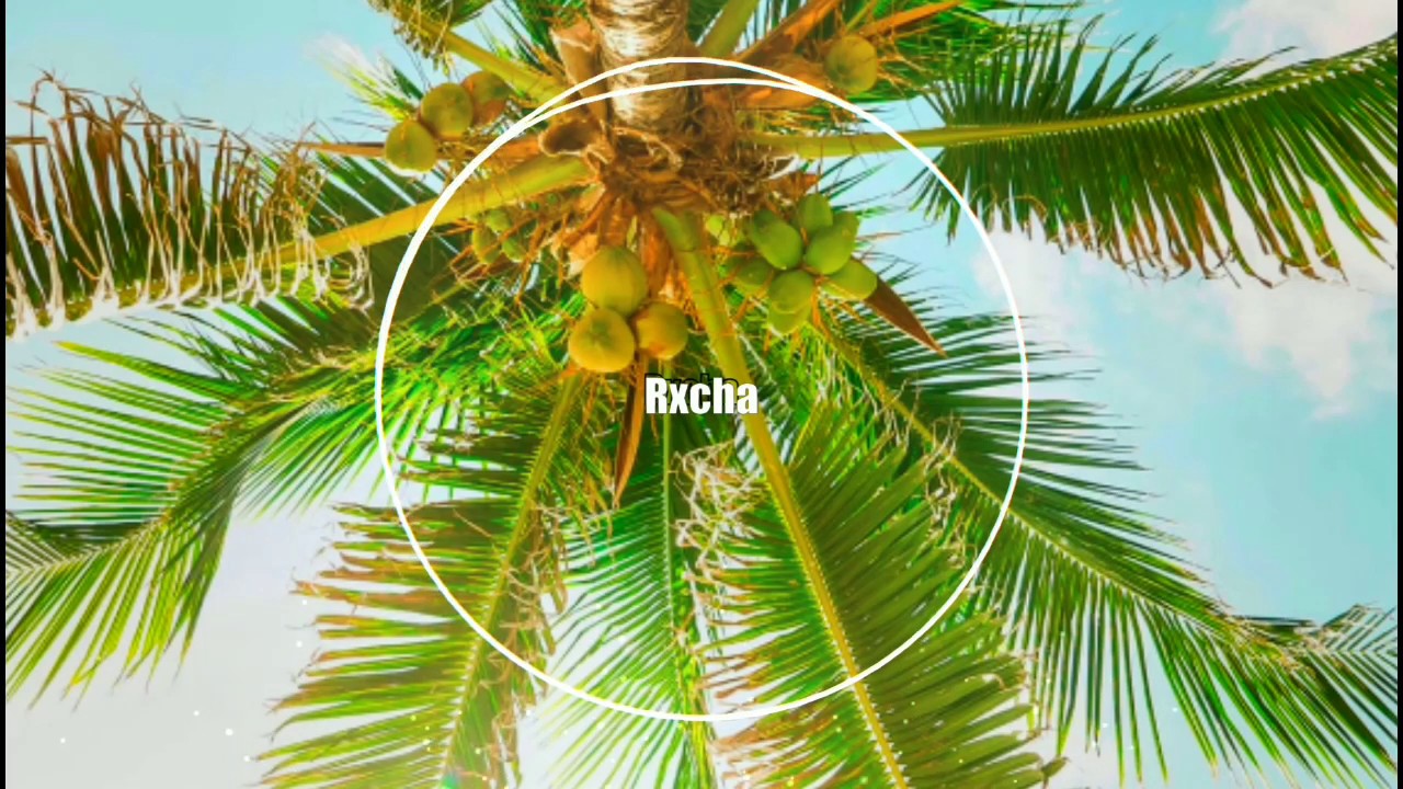 The Coconut Song (8D AUDIO) YouTube