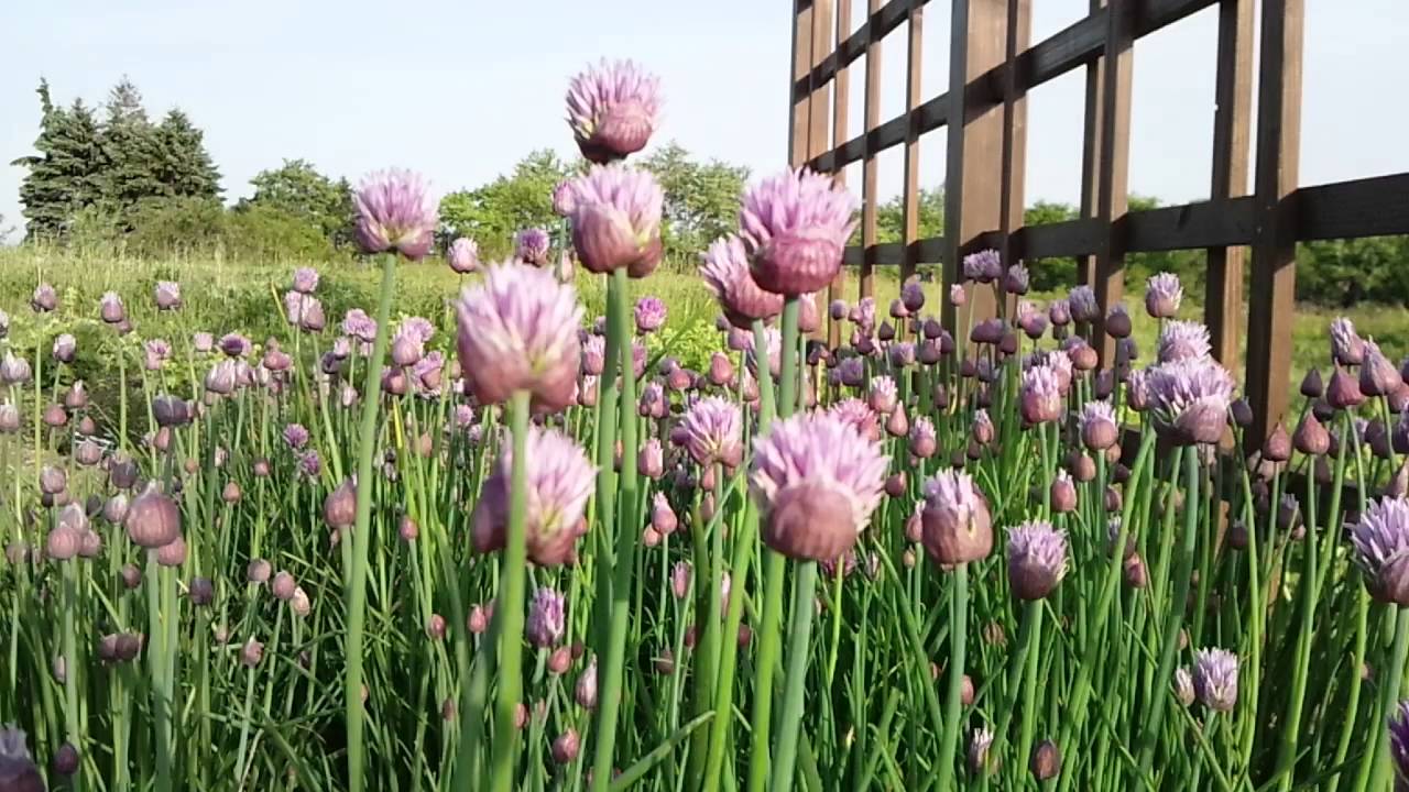 Allium Schoenprasum チャイブ ユリ科 ネギ属 Youtube