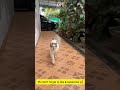 #shorts #cat #happy #dog #dangerous #funnyshorts #funny