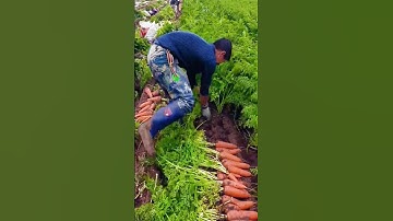 The process of pulling carrots #goodtools #short