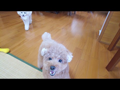 初めてのジィジとバァバだけのお留守番で兄妹犬の様子が…。【トイプードル】