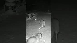 In Snowy Weather, Wolves Encounter A Kangal.