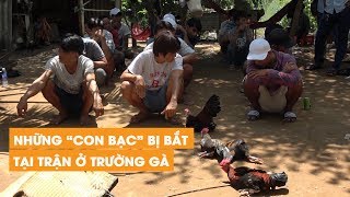 Bắt Tại Trận Ổ Đá Gà Hàng Chục Con Bạc Xếp Hàng Ngán Ngẩm Dưới Nắng Hè