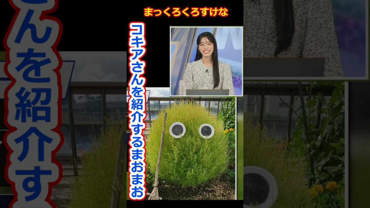 【松本真央】ジブリアニメに出てきそうなまっくろくろすけみたいなコキアさんを紹介する美人すぎるお天気キャスターまおまお【ウェザーニュースLiVE切り抜き】 #かわいい
