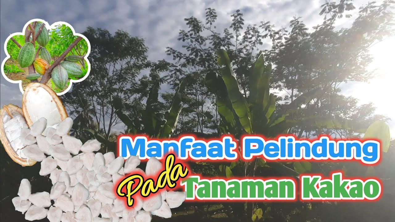 Manfaat pohon pelindung pada tanaman kakao