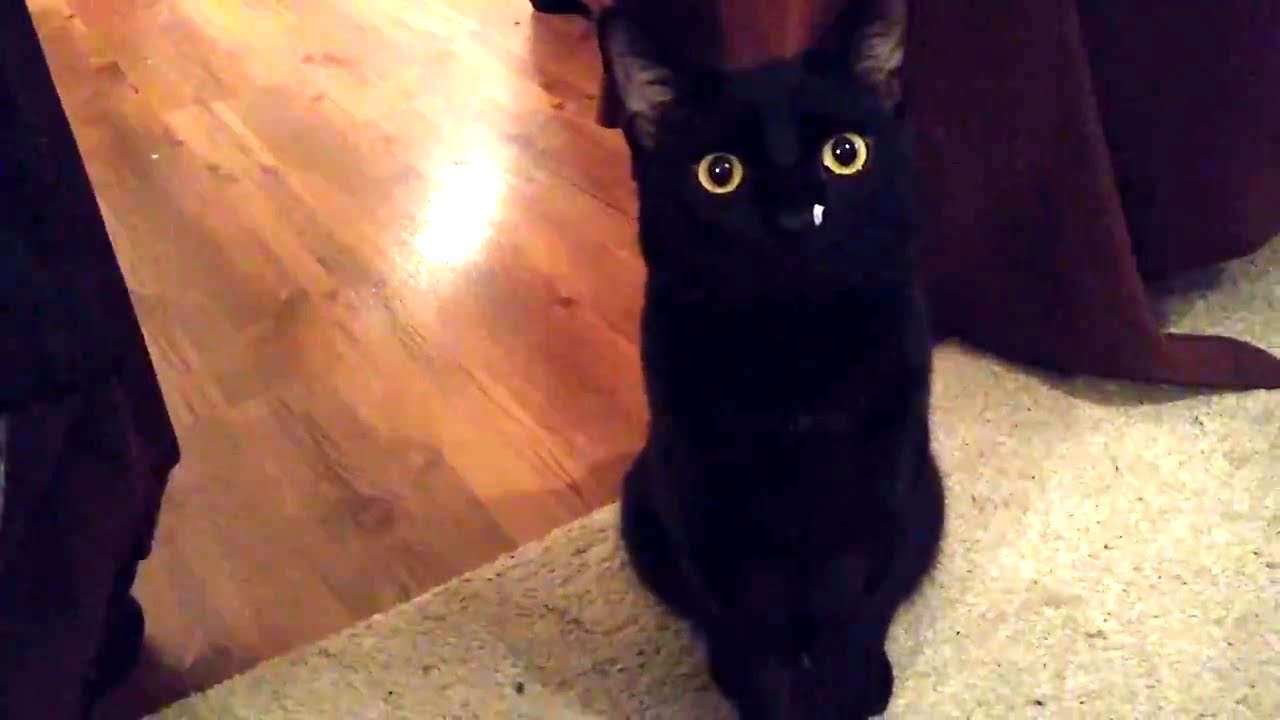 猫 が 食べ なくなっ たら