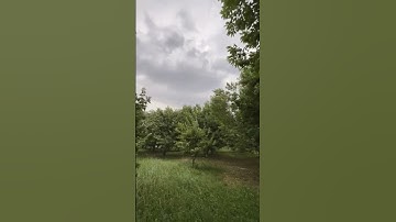ياسر الدوسري ||سورة المؤمنون ||قل لمن الارض ومن فيهــــــــــــــــــــا ان كنتم تعلمون سيقولون لله