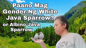 Paano Mag Gender Ng White Java Sparrow