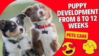 Development of a Puppy From 8 to 12 Weeks