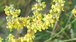 Dziewanna Firletkowa - Verbascum Lychnitis