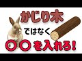 【うさぎに かじり木は無意味!?】獣医が詳しく解説#32 うさぎの飼い方Vol.12