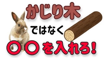 かじり木 Youtube