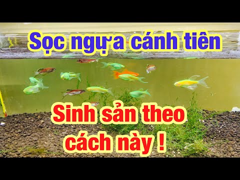 Video Cc&cmt- Cách sinh sản cá sọc ngựa cánh tiên phần 1 - youtube