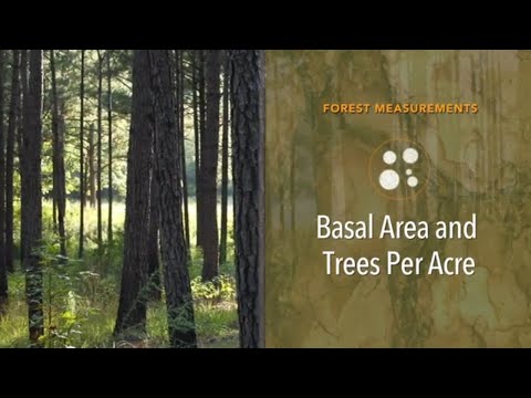 Video: Wat is een basale scheut - Basale groei op bomen begrijpen?
